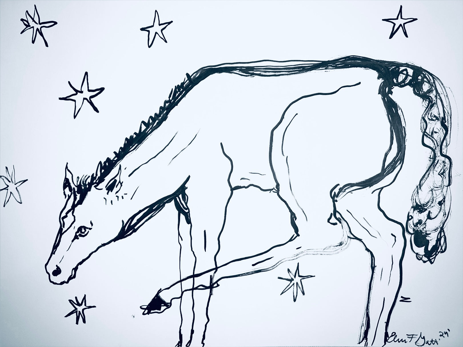 foal playing in the stars